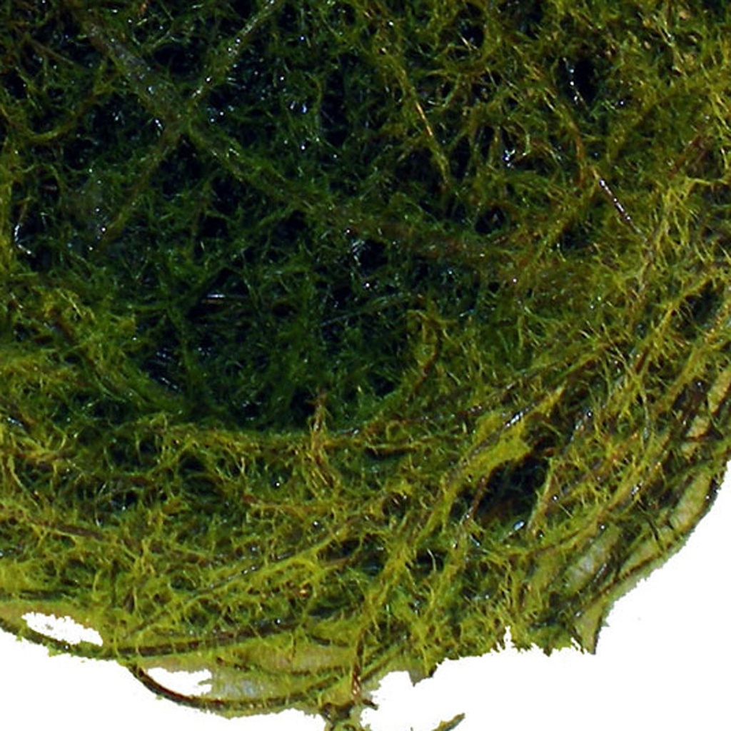 4" MOSS NEST (12 PER BAG)