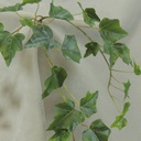 IVY ENGLISH HANGER 34" 191 LVS FROSTED (copy)