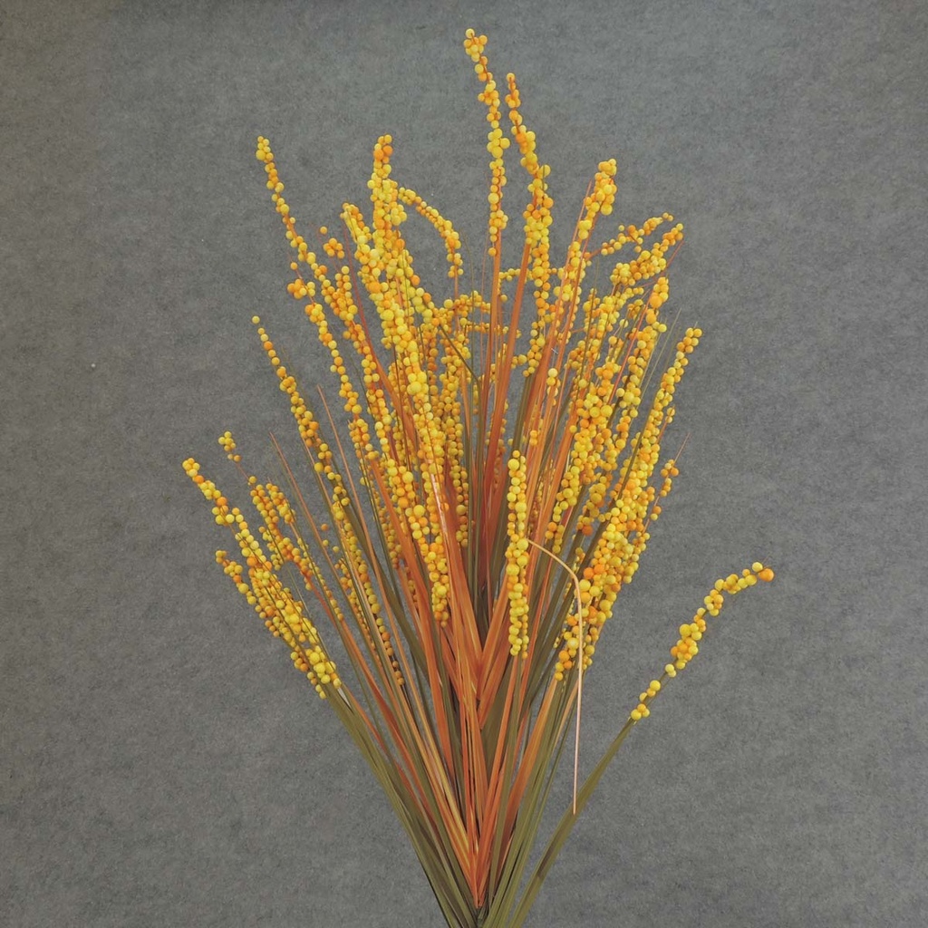 BUBBLEBERRY/ONION GRASS BUSH 26" ORG/YELLOW