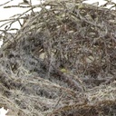 4" WHITE MOSS NEST (12 PER BAG)