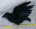 7.5" FLYING CROW WITH A CLIP