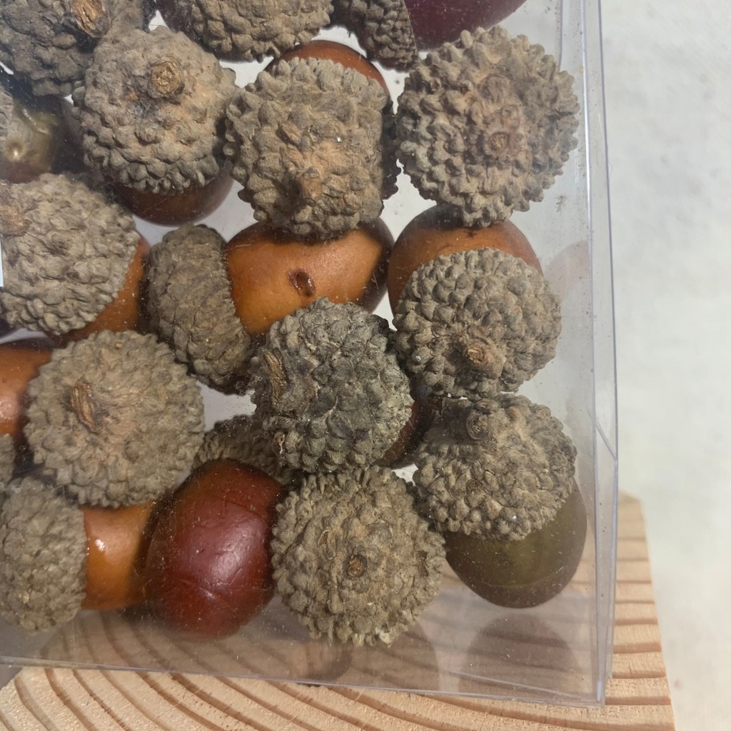 ASSORTED ACORNS IN BOX