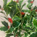 VARIGATED HOLLY BUSH (160 LVS) W/ BERRIES