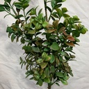 37" EUCALYPTUS STEM GREEN/RED