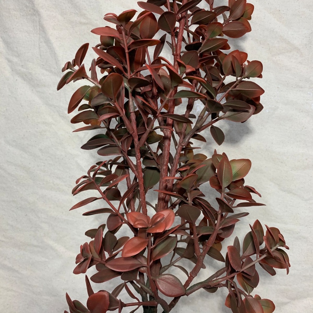 37" EUCALYPTUS STEM RED