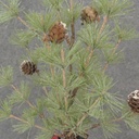 18" MING PINE TREE W/ CONES & BUFFALO PLAID BALL BASE