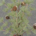 18" MING PINE TREE W/ CONES & BUFFALO PLAID BALL BASE