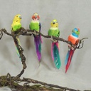 PARROT 7" 4-ASST'D (8/BOX) W/CLIP