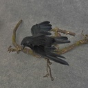 CROW 4&quot; FLYING FEATHER