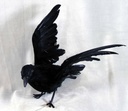 CROW 10&quot; FLYING FEATHER