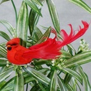 CARDINAL 5" MUSHROOM/FEATHER W/CLIP