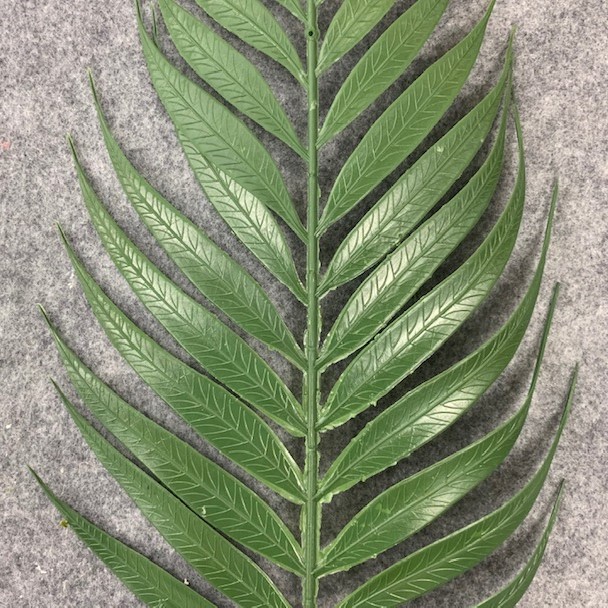 20" EMERALD FERN (PLASTIC)