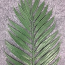 15" EMERALD FERN (PLASTIC)