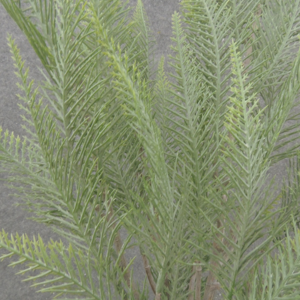 18&quot; FERN BUSH X5 DUSTY GREEN