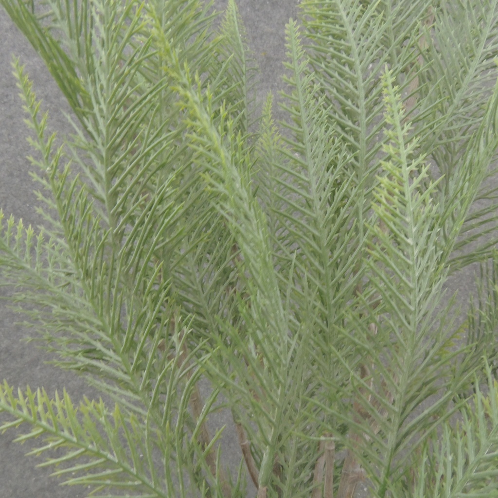 18" FERN BUSH X5 DUSTY GREEN