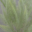 18&quot; FERN BUSH X5 DUSTY GREEN