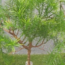 30" HANGING ASPARAGUS FERN BUSH