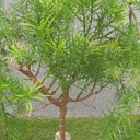 30" HANGING ASPARAGUS FERN BUSH