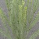 20.5" FOXTAIL GRASS FERN BUSH X3