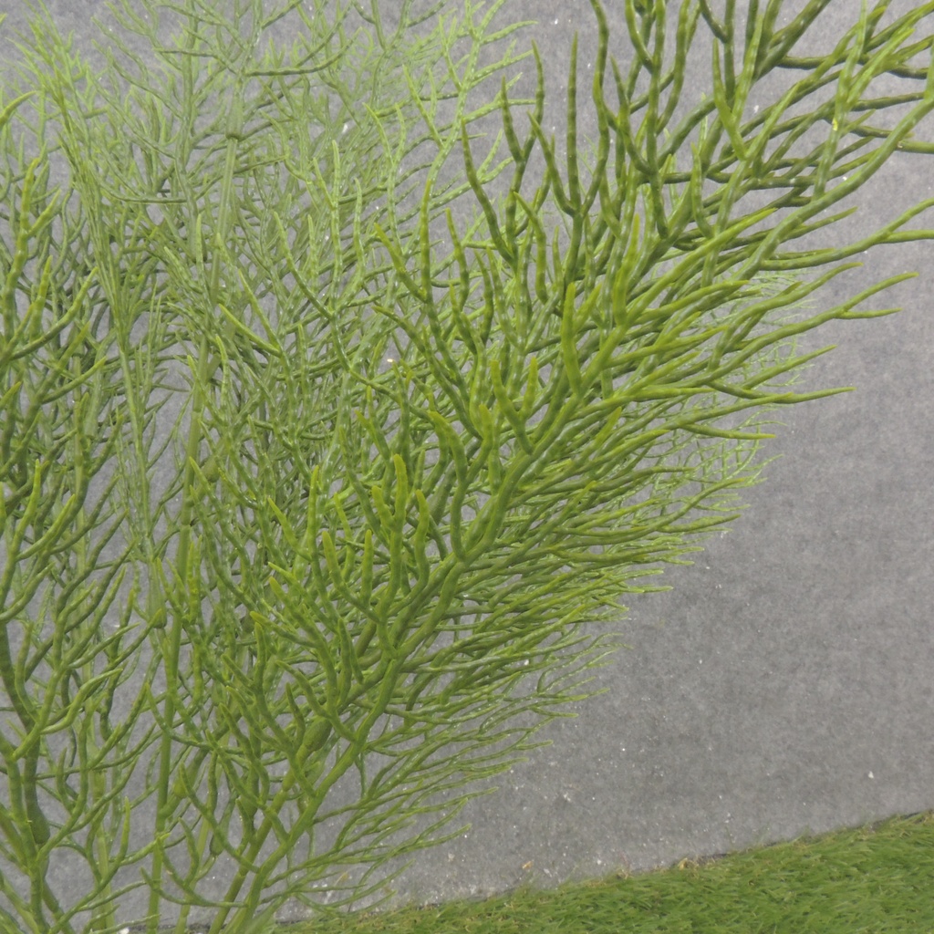 19" CYPRESS BUSH X7 GREEN