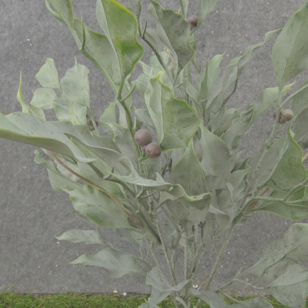 16" FICUS LEAF BUSH X5 GREEN