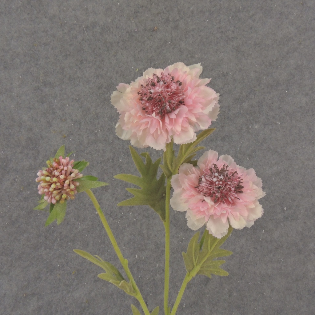 24" SEEDED CORNFLOWER STEM X3 CREAM/PINK