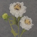 24&quot; SEEDED CORNFLOWER STEM X3 CREAM/WHITE