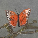 BUTTERFLY 2.5&quot;     ORANGE