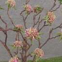 33&quot; TWIG SEDUM STEM PURPLE/GREEN