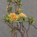 33" TWIG SEDUM STEM YELLOW/GREEN