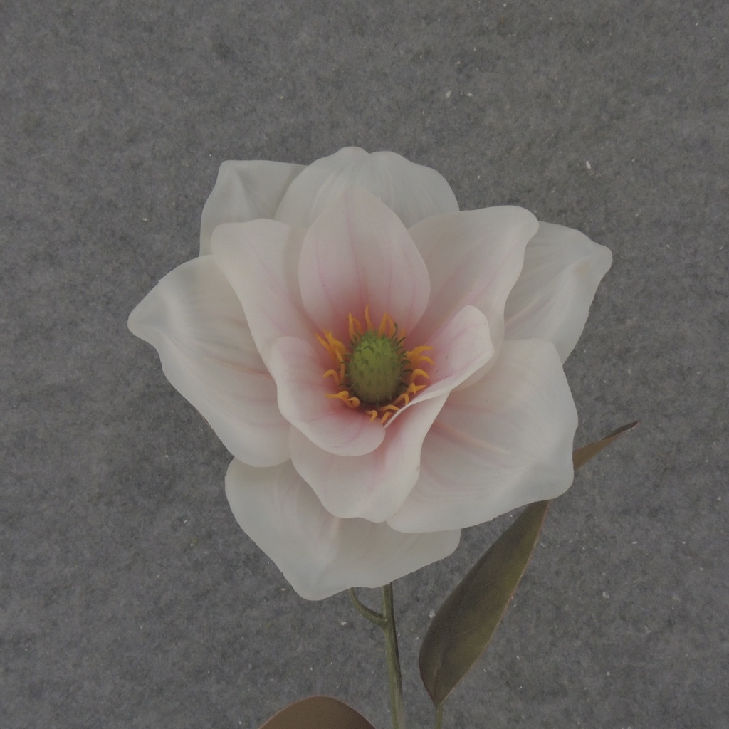 30" MAGNOLIA STEM CREAM/PINK