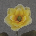30" MAGNOLIA STEM YELLOW