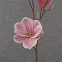 31&quot; MAGNOLIA STEM X2 BEAUTY