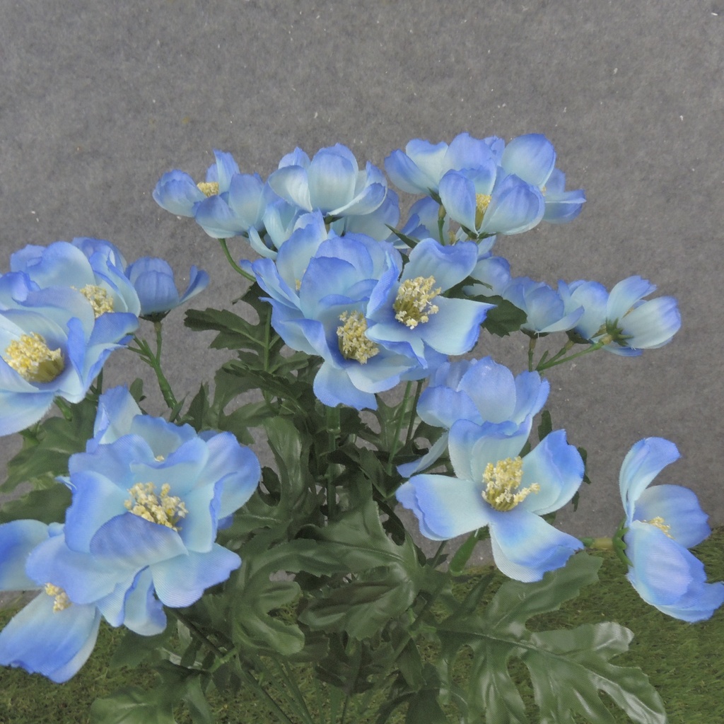 19" COSMOS BUSH X12 BLUE