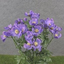 19" COSMOS BUSH X12 PURPLE