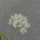 32&quot; DANDELION SEED SPRAY X4