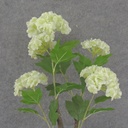 31.5&quot; SNOWBALL HYDRANGEA BRANCH X5 CREAM