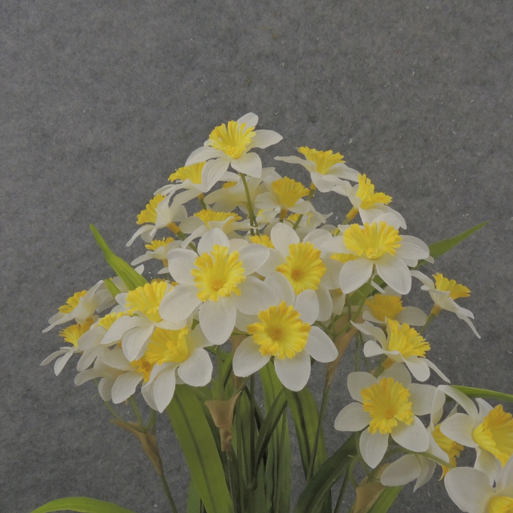 19" MINI DAFFODIL BUSH X10 WHITE/YELLOW