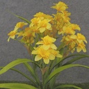 19" MINI DAFFODIL BUSH X10 YELLOW