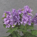 19" LILAC BUSH X6 LAVENDER