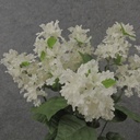 19" LILAC BUSH X6 WHITE