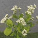 19&quot; MINI QUEEN ANNE'S LACE BUSH X10 CREAM