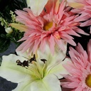 GERBERA/LILY/GLAD HALF BUSH X18  CREAM/PINK