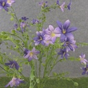 20&quot; WAXFLOWER BUSH X10 PURPLE