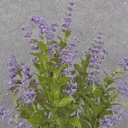 15&quot; HEATHER BUSH X5 PURPLE