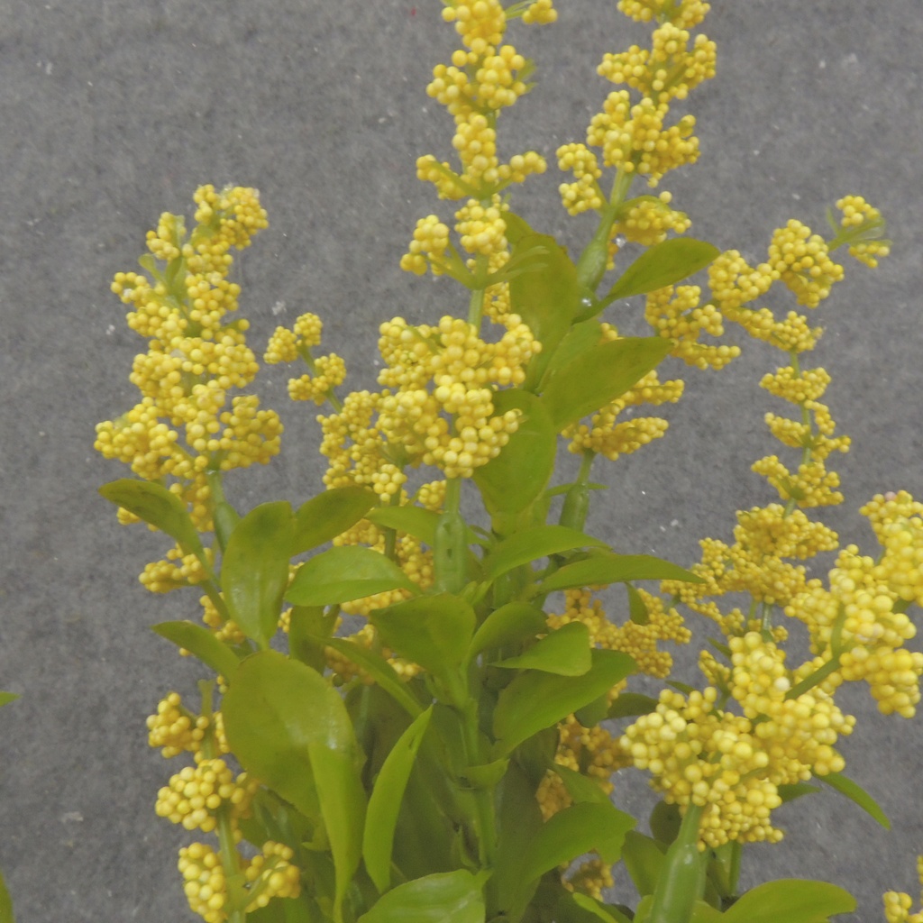 15&quot; HEATHER BUSH X5 YELLOW