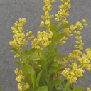 15&quot; HEATHER BUSH X5 YELLOW