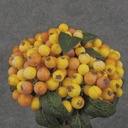 11" BERRY BUNDLE X5 YELLOW