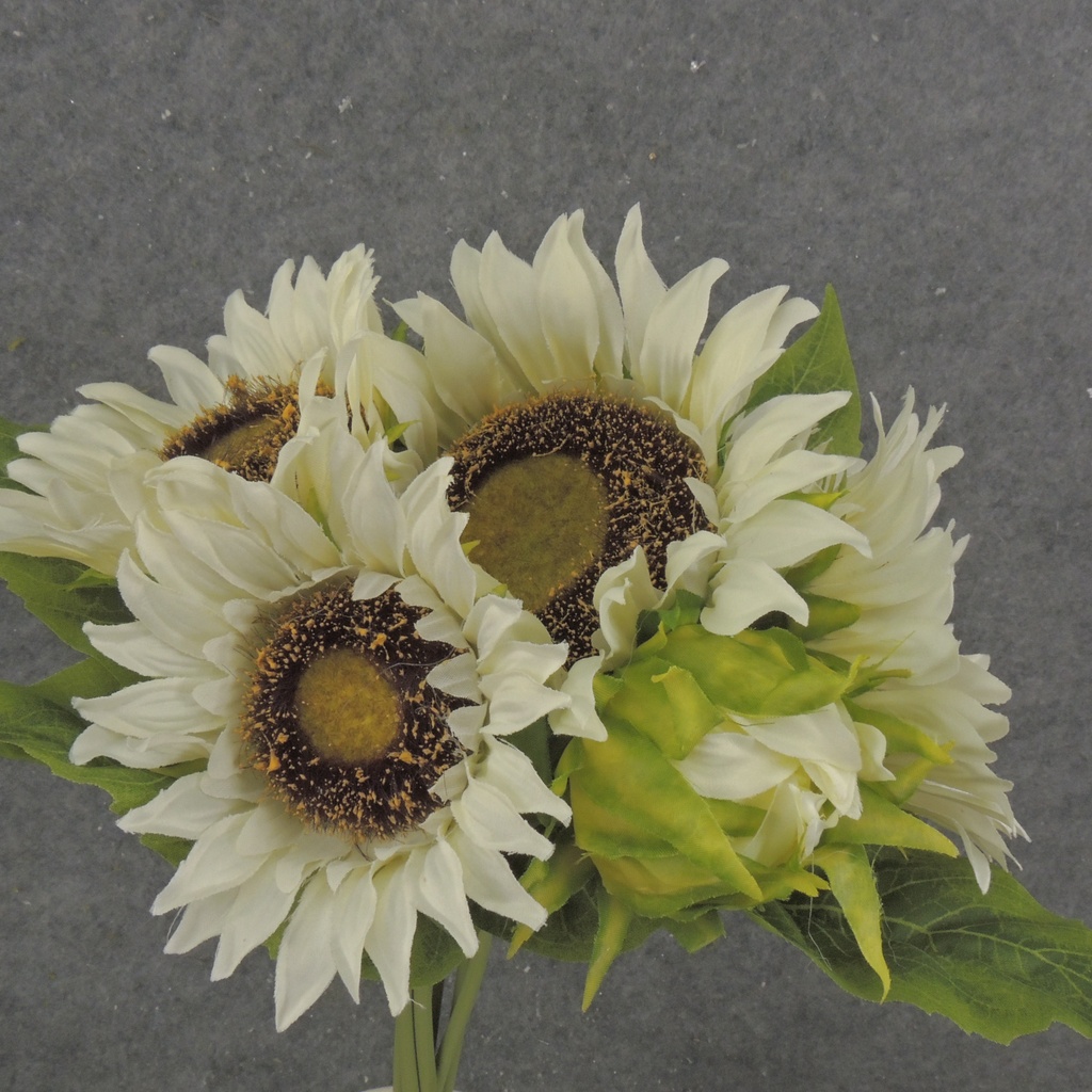 13" SUNFLOWER BUNDLE X7 CREAM