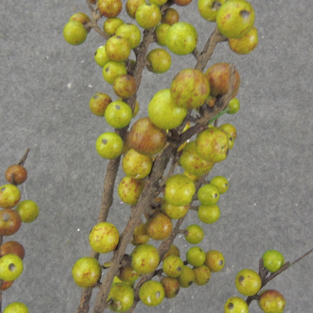 39.5&quot; BERRY TWIG SPRAY GREEN/RED